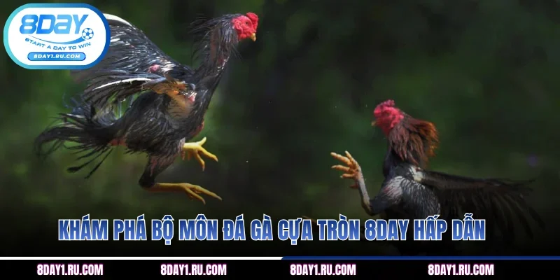 Khám phá bộ môn đá gà cựa tròn 8DAY hấp dẫn
